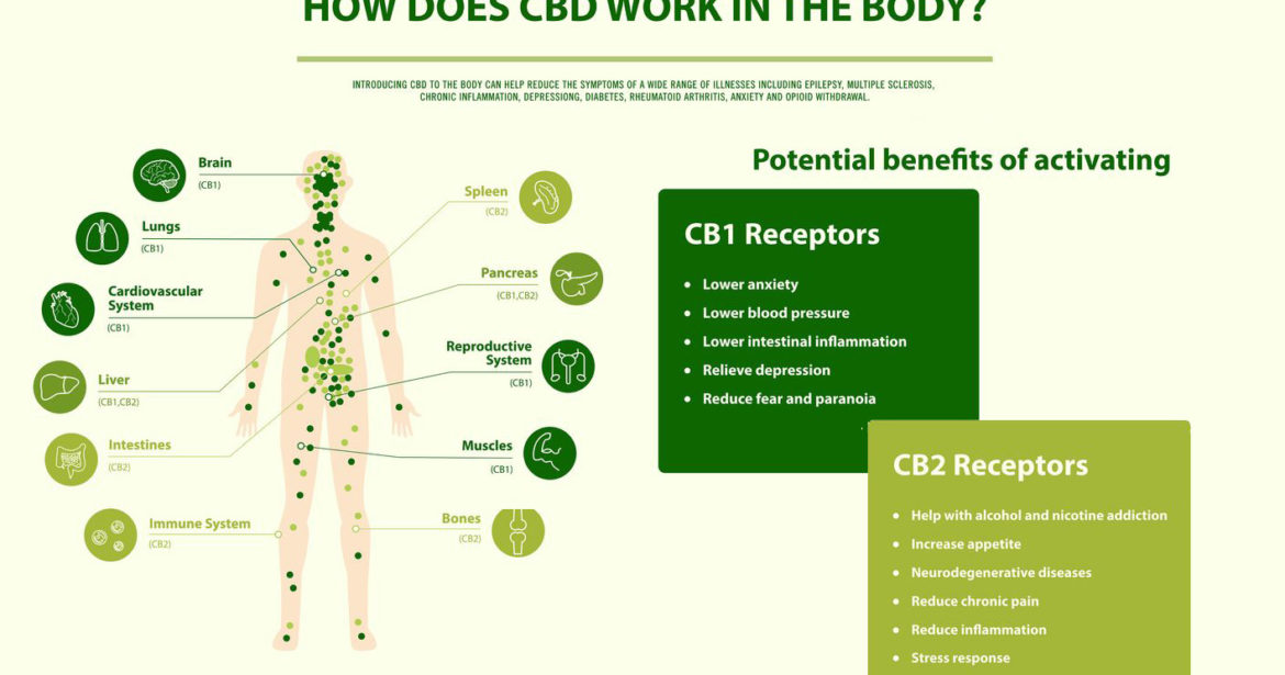 CBD Isolate | full spectrum CBD | broad spectrum CBD | Introducing You To CBD | CBD The Entourage Effect