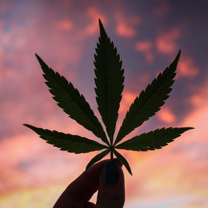 weed-dagga-cannabis-marijuana-economy