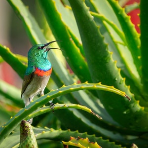 Aloe Vera