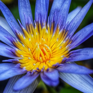 Blue Lotus aromatherapeutic legal herb - Vaperite