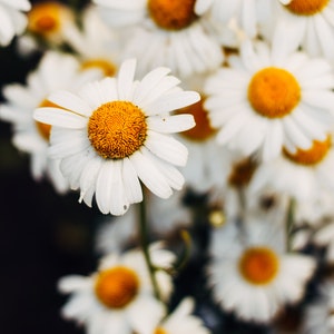 Chamomile