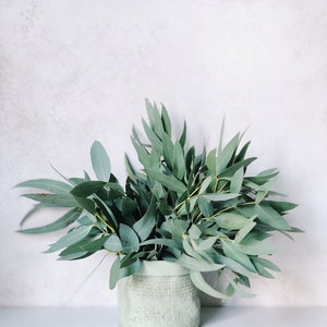Eucalyptus - legal herb to vape for aroma - Vaperite