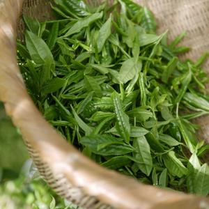 Green tea herbs to vape for relaxation - Vaperite- Cannarite