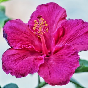 Hibiscus