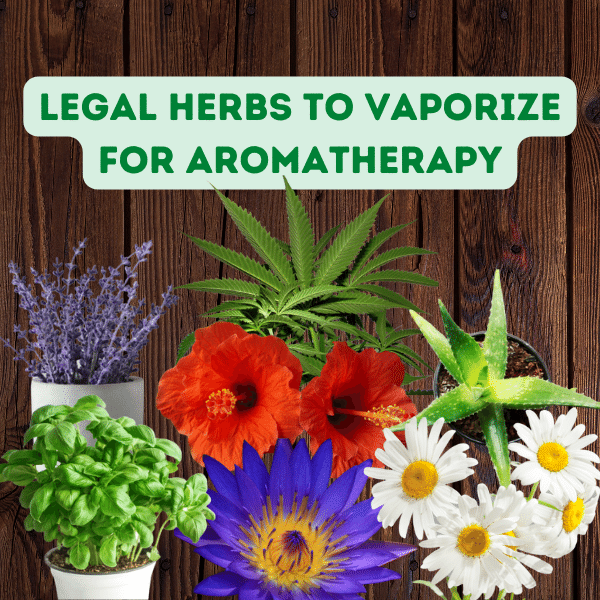 Legal Herbs You Can Vaporize for Aromatherapy - Vaperite - Cannarite