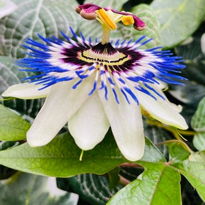 Passionflower for aromatherapy - Vaperite - Cannarite