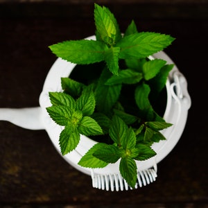 Peppermint for aromatherapy