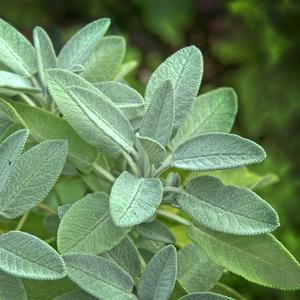Sage herbs for aromatherapy - Cannarite