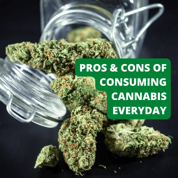 pros-and-cons-of-consuming-cannabis-everyday-cannarite