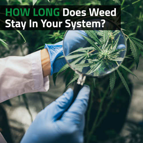 How-Long-Does-Weed-Stay-In-Your-System