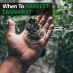 When-To-Harvest-Cannabis