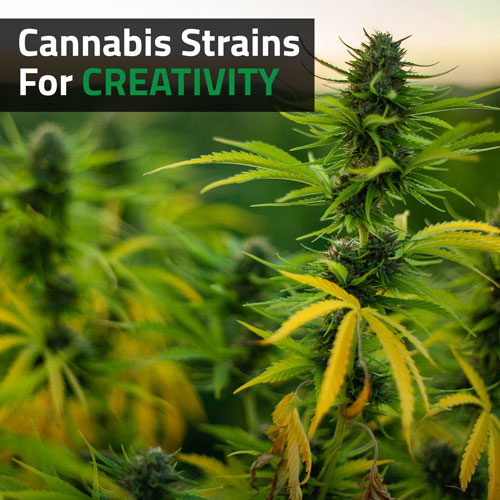 Cannabis-Strains-For-Creativity-Weed-420