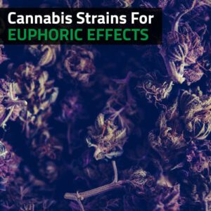 Cannabis Strains For Euphoric Effects | Vaperite | Cannarite