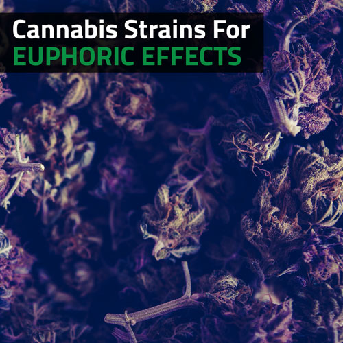 Cannabis-Strains-For-Euphoric-Effects