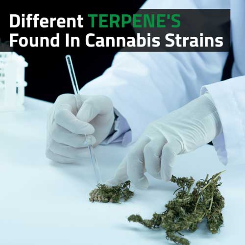 Cannabis-Different-terpenes-found-in-cannabis-strains