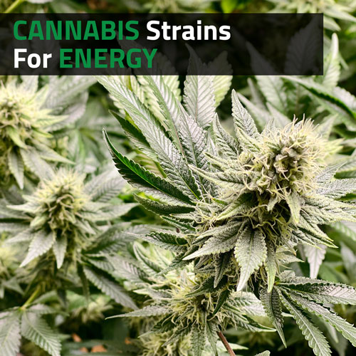 Cannabis-Strains-For-Energy
