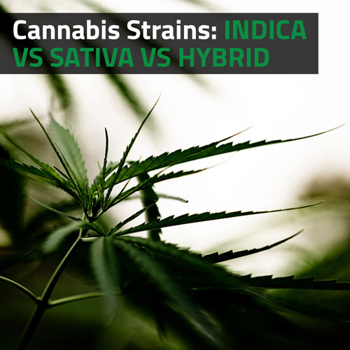 Cannabis-Strains-Indica-vs-Sativa-vs-Hybrid