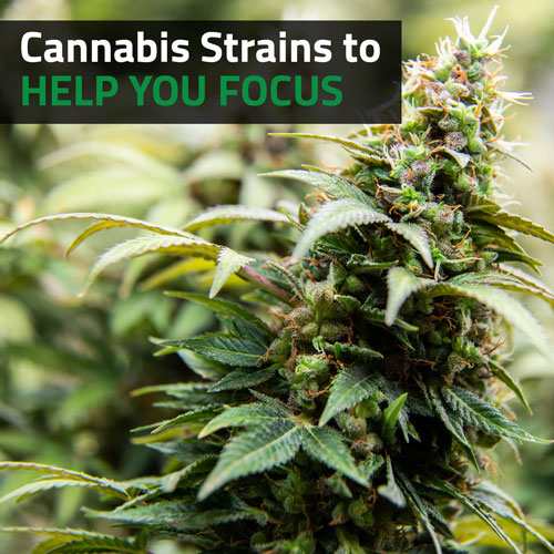 Cannabis-Strains-to-Help-You-Focus