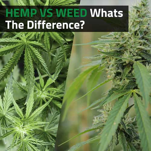 Hemp-vs-Weed-Whats-the-difference-Cannabis