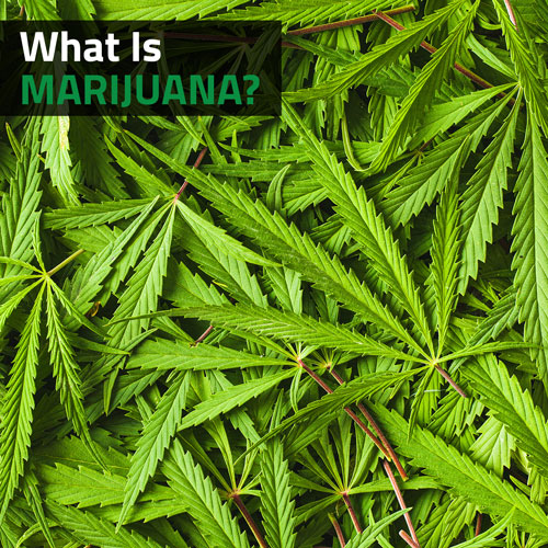 What Is Marijuana? | Cannarite | Cannabis News