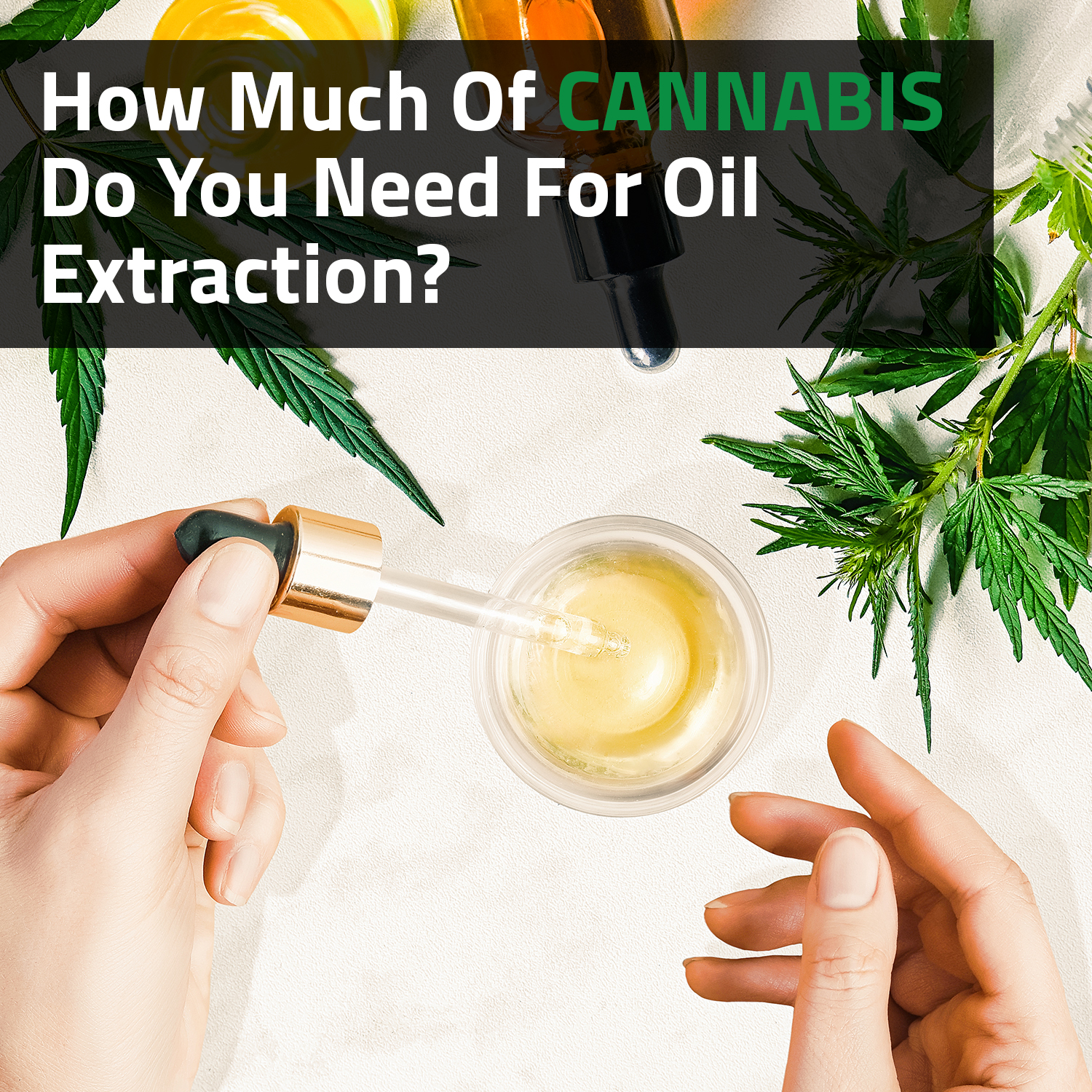 How Much Cannabis Do You Need For Oil Extraction?