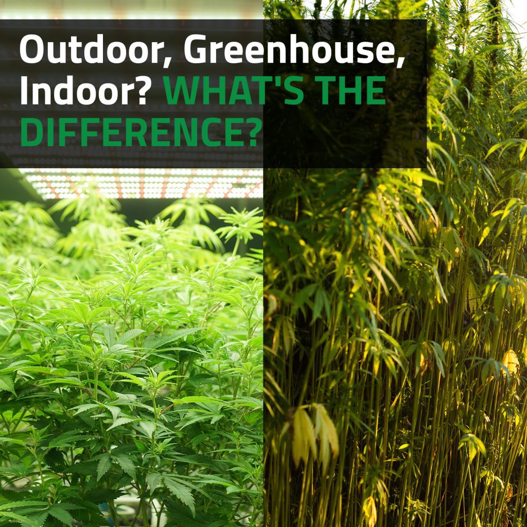 Outdoor, Greenhouse, Indoor? What's The Difference?