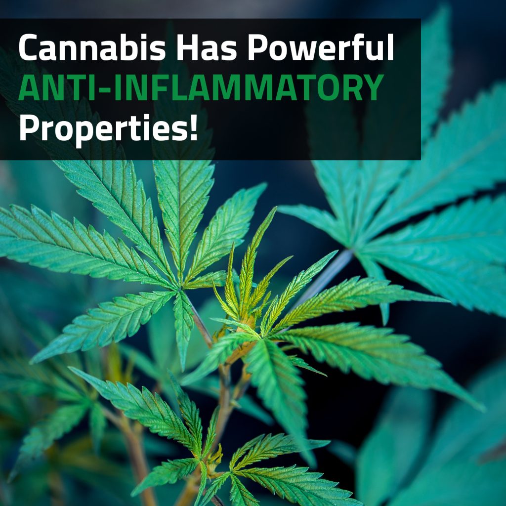 Cannabis Has Powerful Anti-Inflammatory Properties!