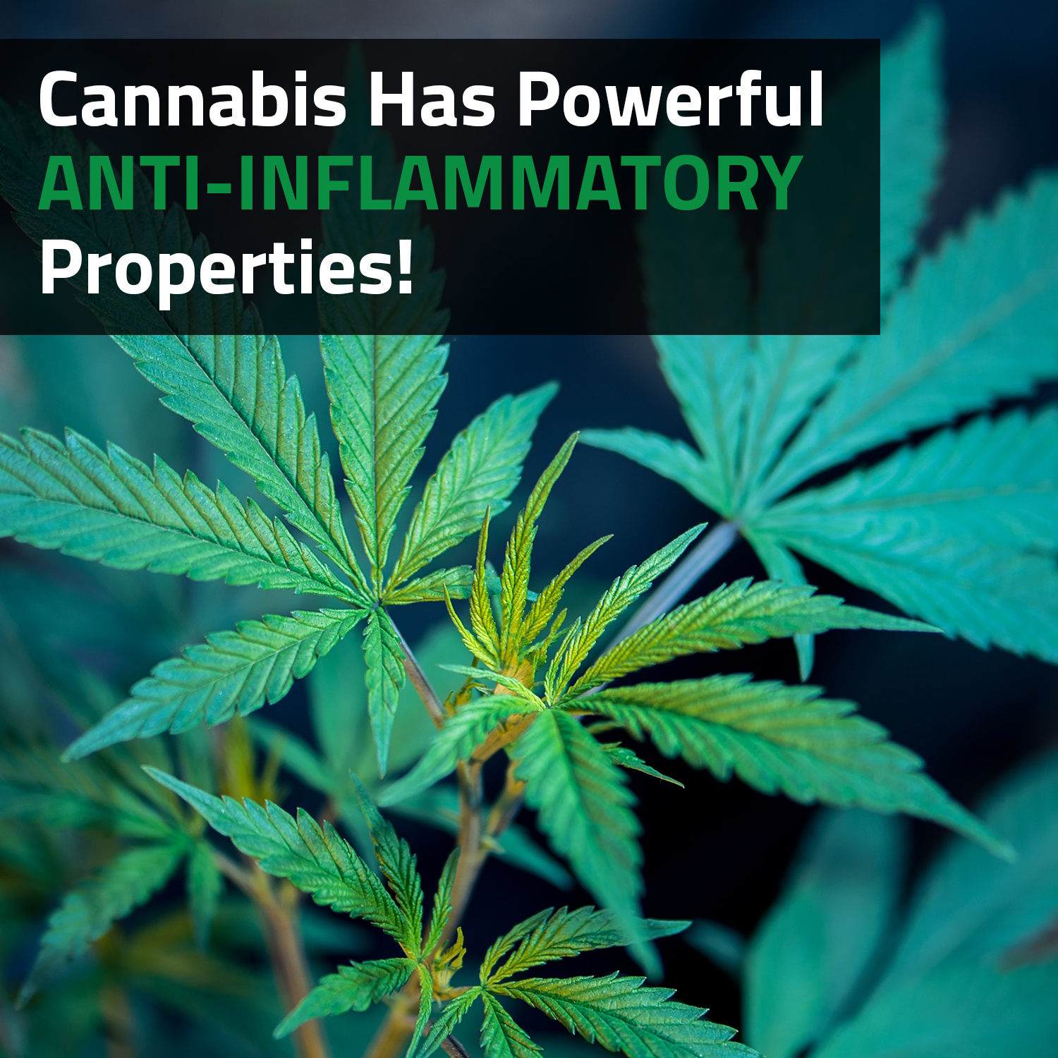 Cannabis Has Powerful Anti-Inflammatory Properties! | Vaperite