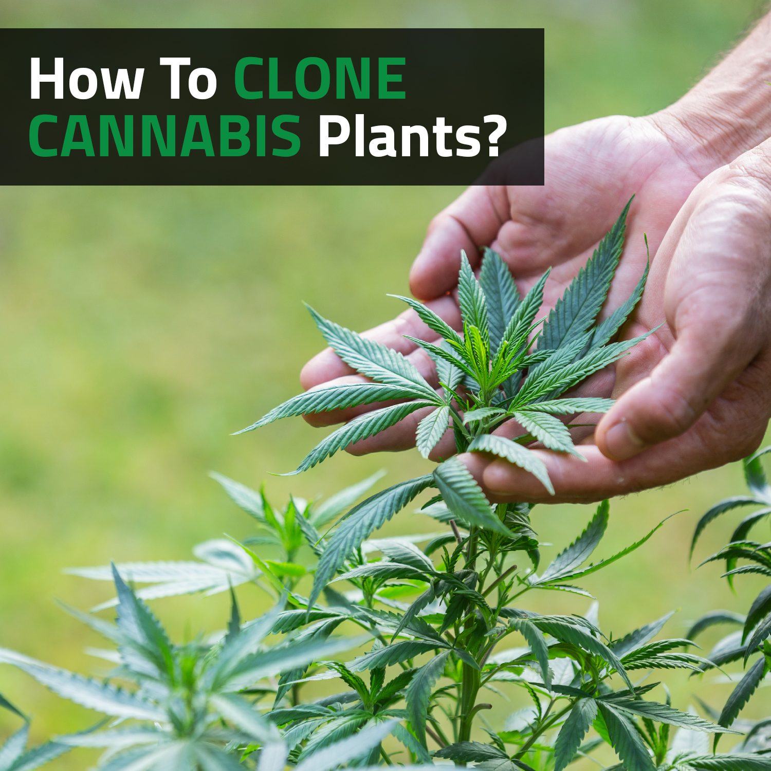 How To Clone Cannabis Plants