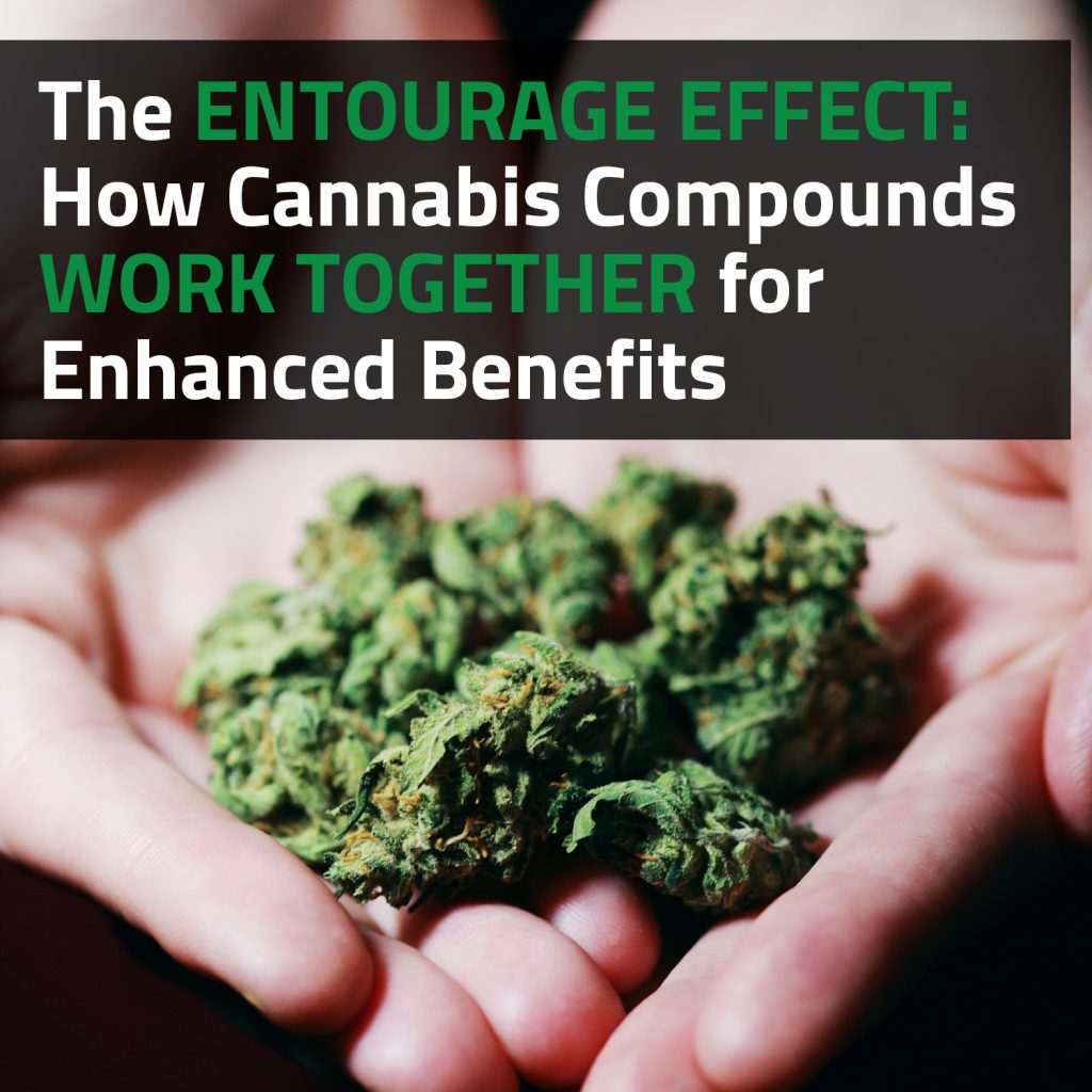 The Entourage Effect: How Cannabis Compounds Work Together For Enhanced Benefits