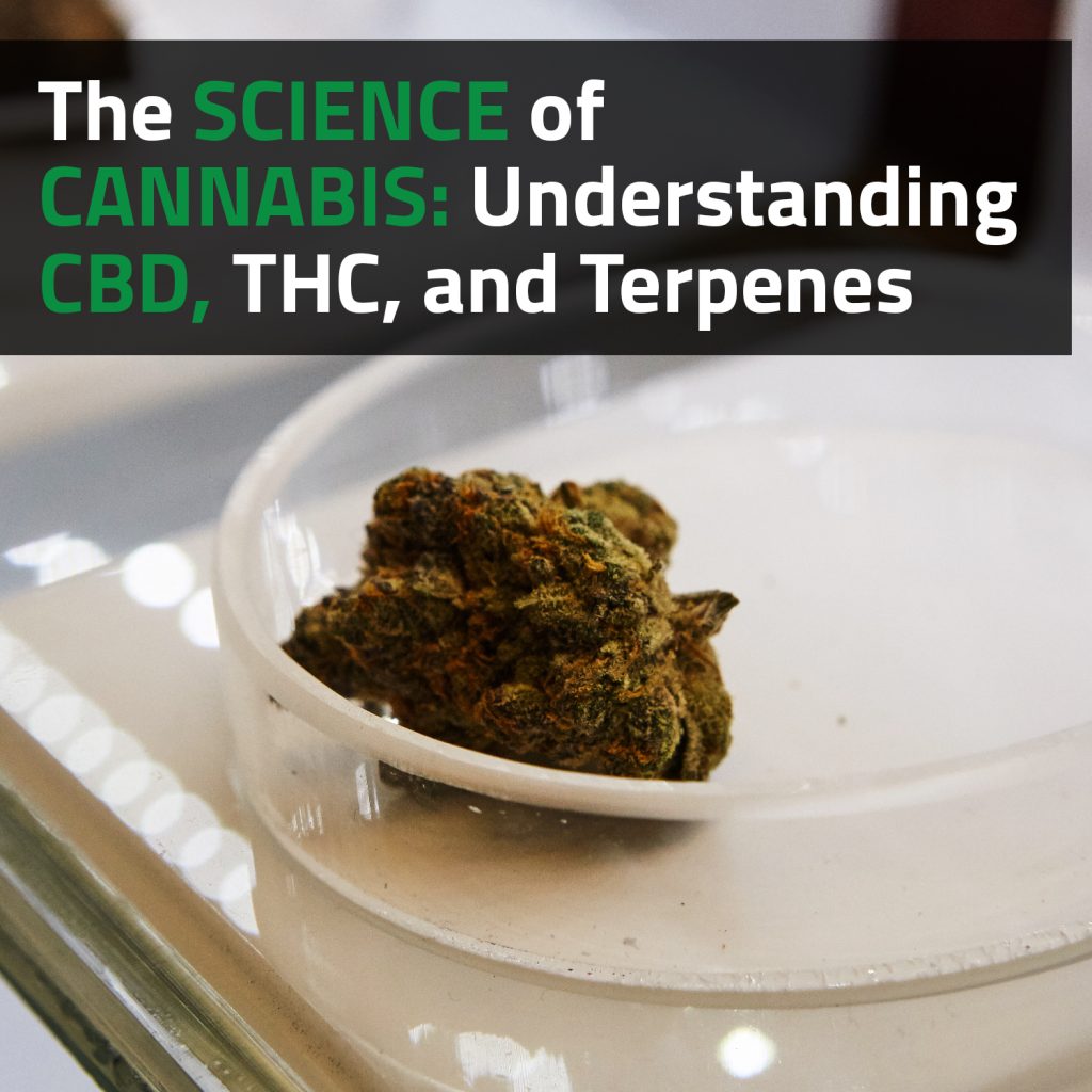 The Science Of Cannabis: Understanding CBD, THC, And Terpenes