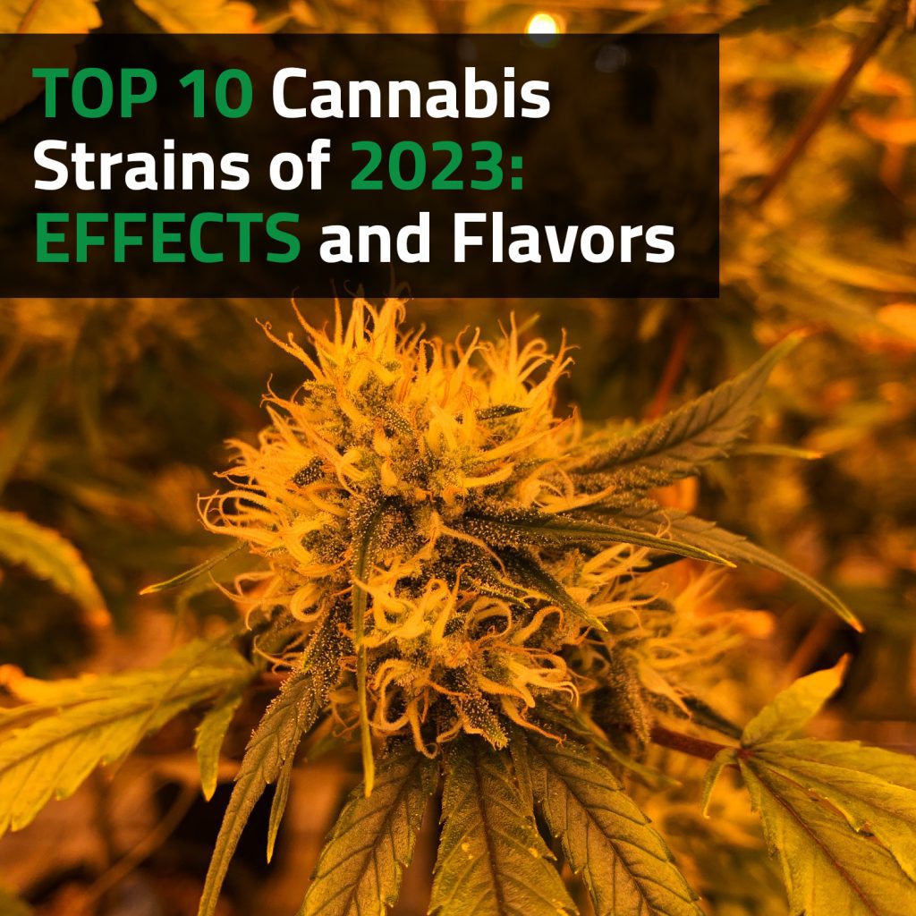Top 10 Cannabis Strains Of 2023: Effects And Flavors