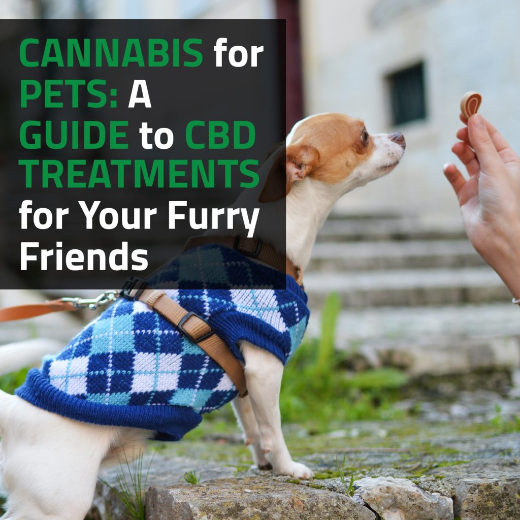 Cannabis For Pets: A Guide To CBD Treatments For Your Furry Friends