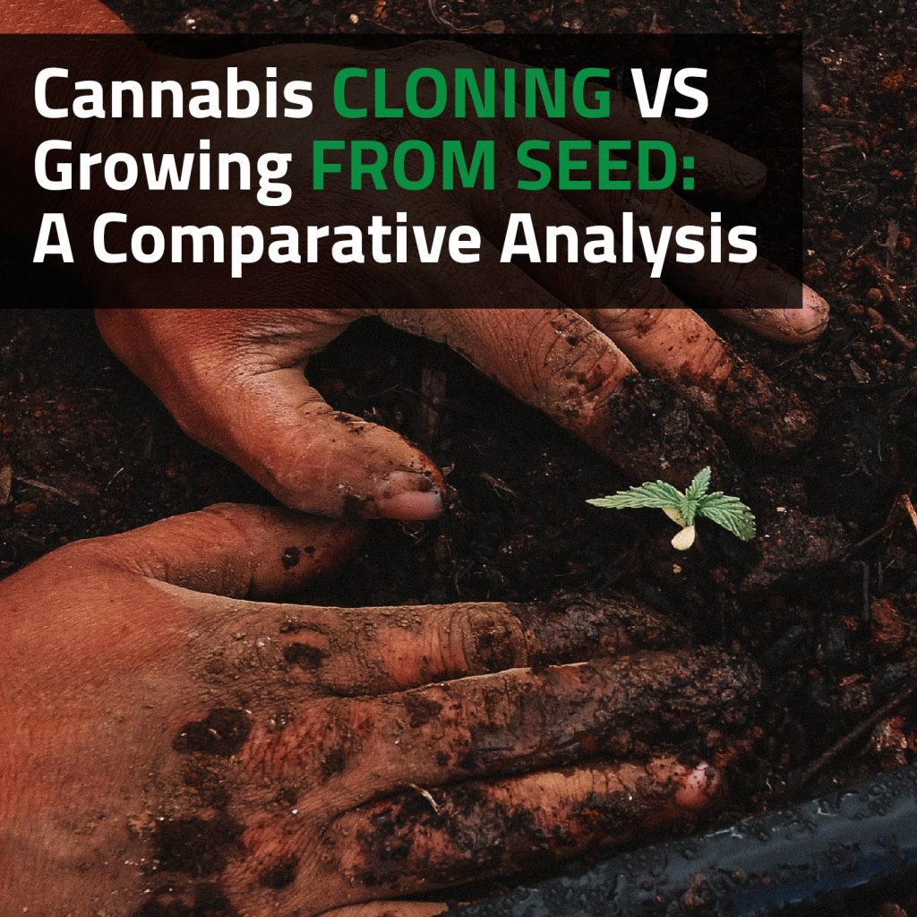 Cannabis Cloning Vs. Growing From Seed: A Comparative Analysis