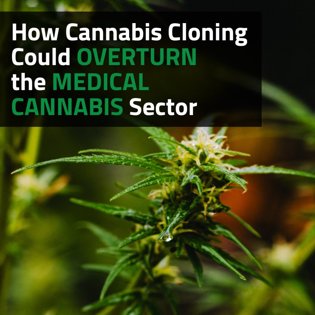 How Cannabis Cloning Could Overturn The Medical Cannabis Sector