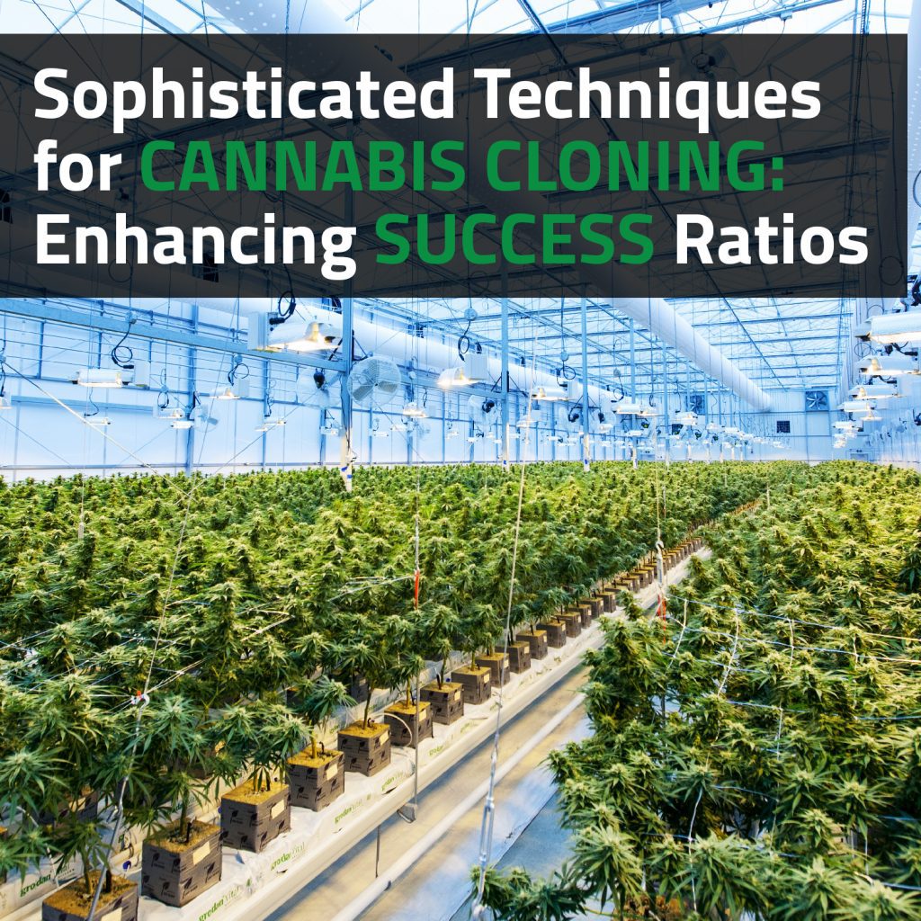 Sophisticated Techniques For Cannabis Cloning: Enhancing Success Ratios