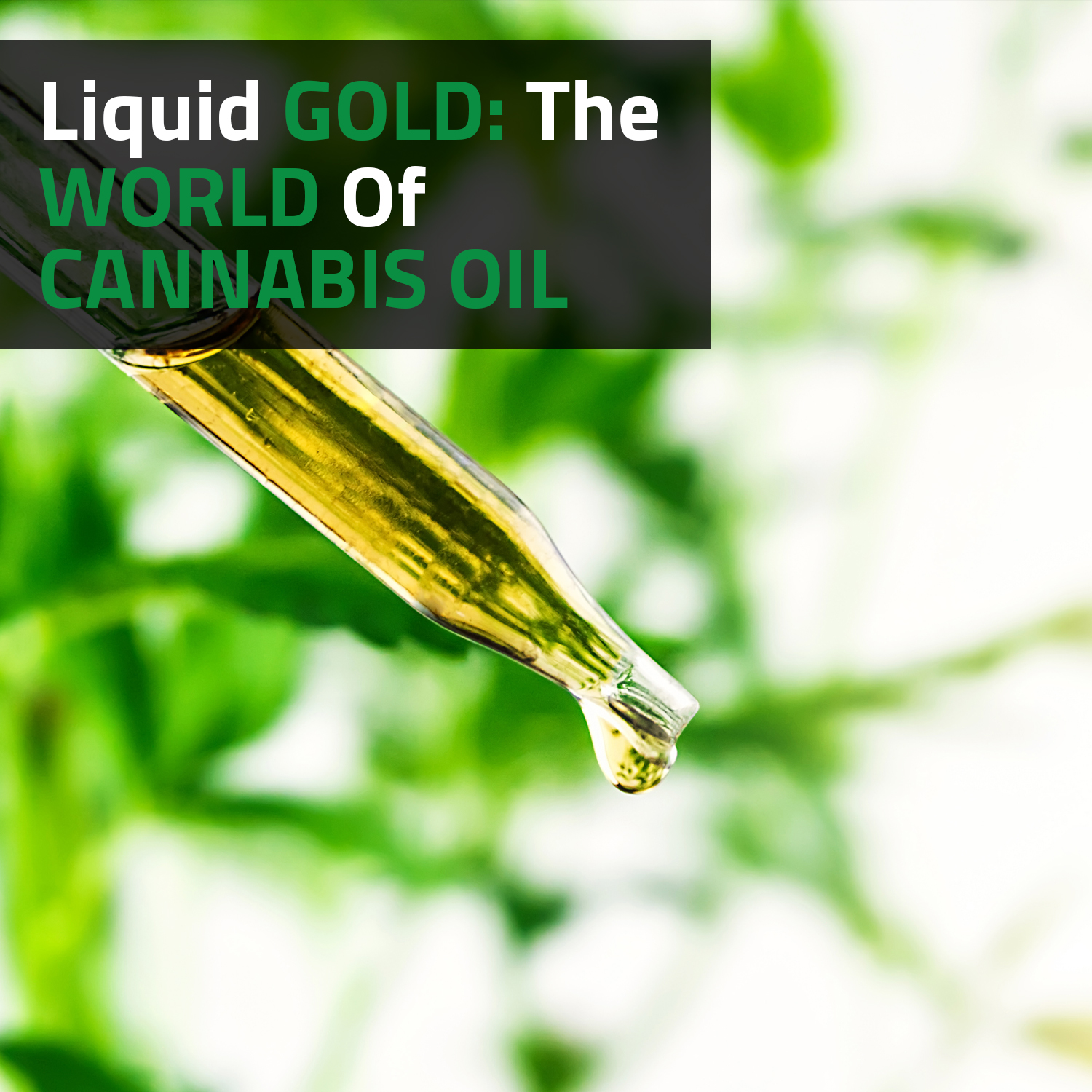 Liquid Gold: The World of Cannabis Oil