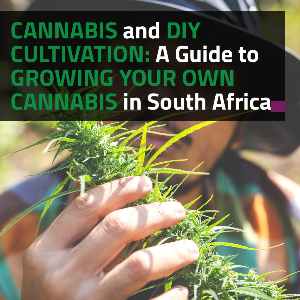 Cannabis And DIY Cultivation: A Guide To Growing Your Own Cannabis In South Africa
