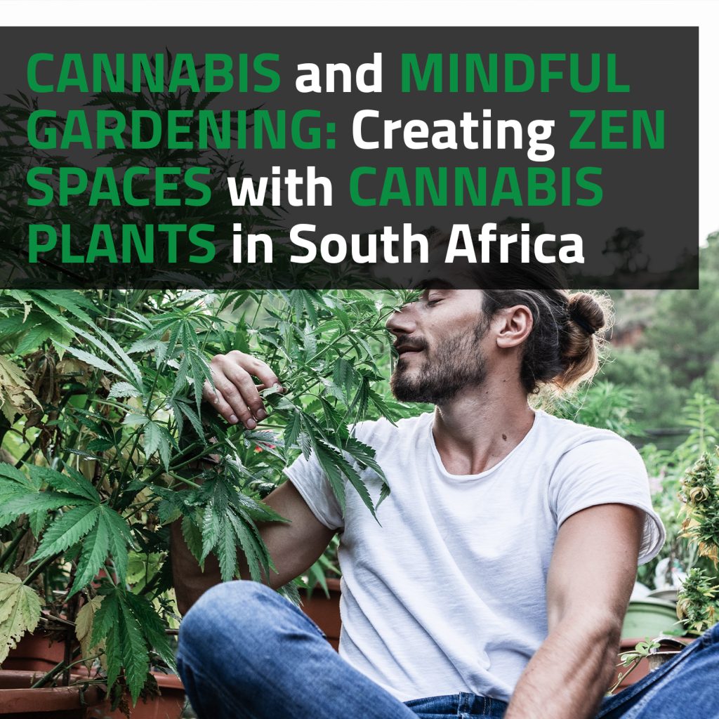 Cannabis And Mindful Gardening: Creating Zen Spaces With Cannabis Plants In South Africa