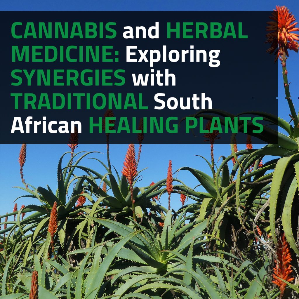 Cannabis And Herbal Medicine: Exploring Synergies With Traditional South African Healing Plants