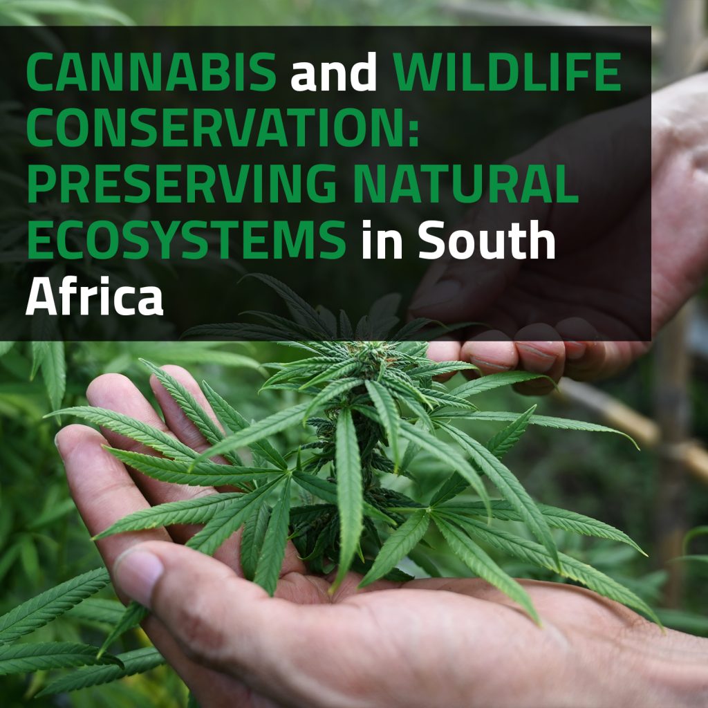 Cannabis And Wildlife Conservation: Preserving Natural Ecosystems In South Africa