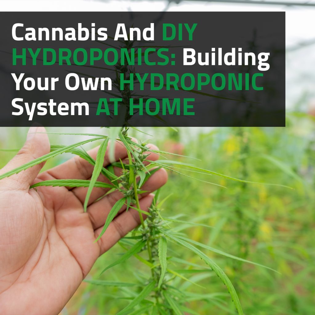 Cannabis And DIY Hydroponics