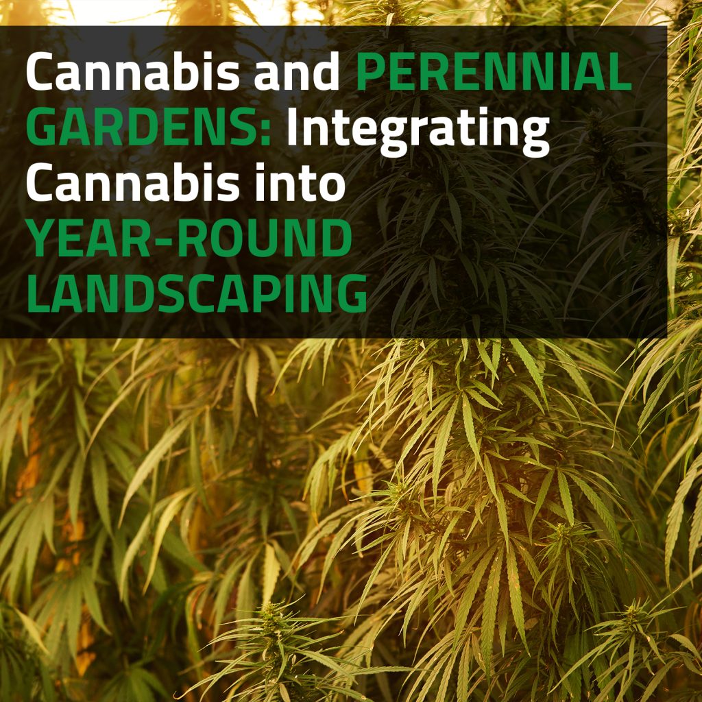 Cannabis And Perennial Gardens: Integrating Cannabis Into Year-Round Landscaping