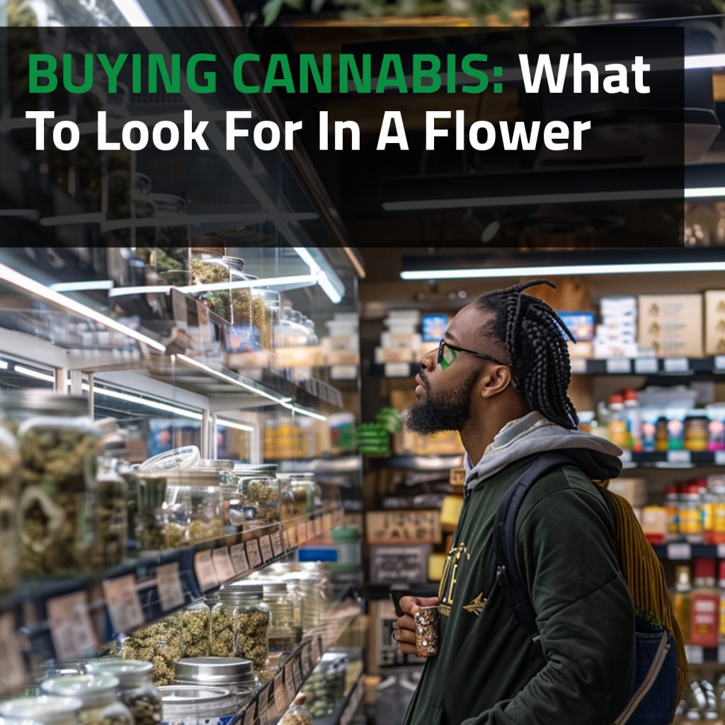 Buying Cannabis: What To Look For In A Flower