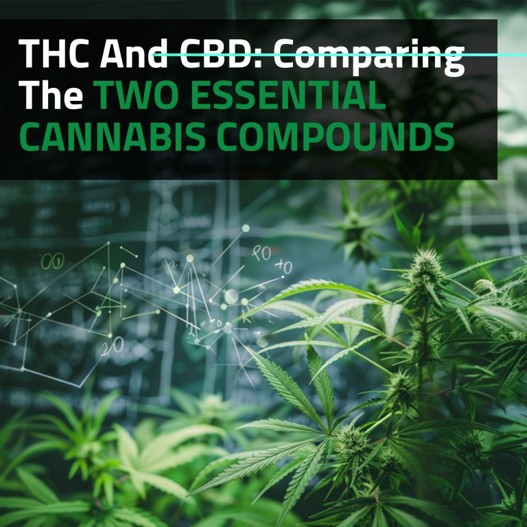 THC And CBD: Comparing The Two Essential Cannabis Compounds