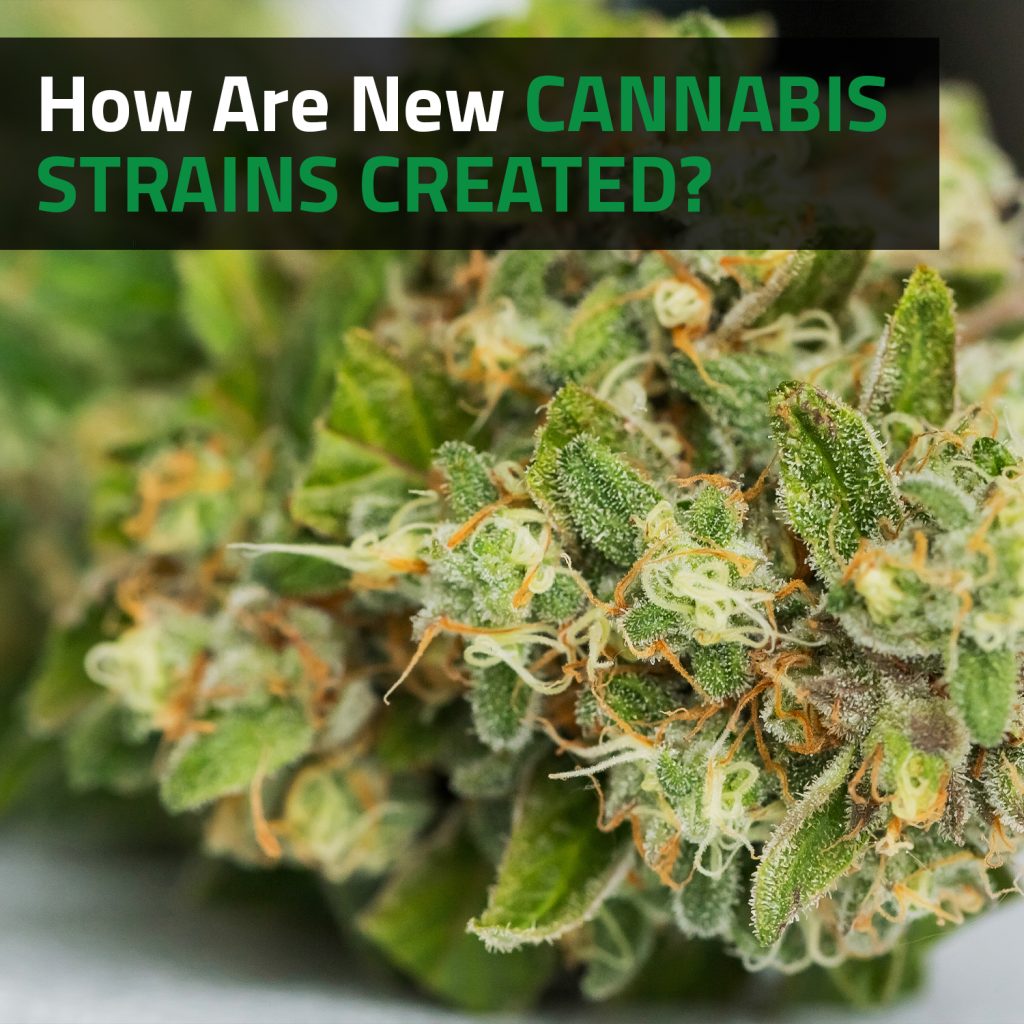 How Are New Cannabis Strains Created?