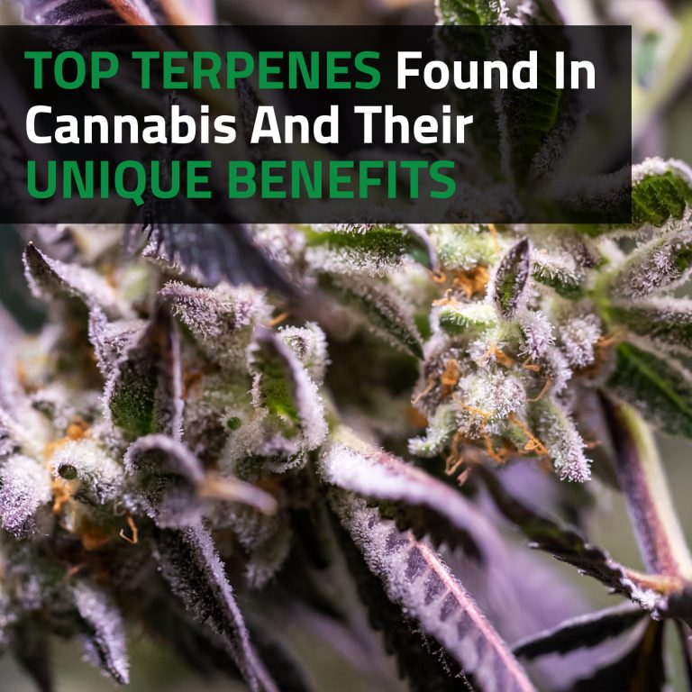 Top Terpenes Found In Cannabis And Their Unique Benefits