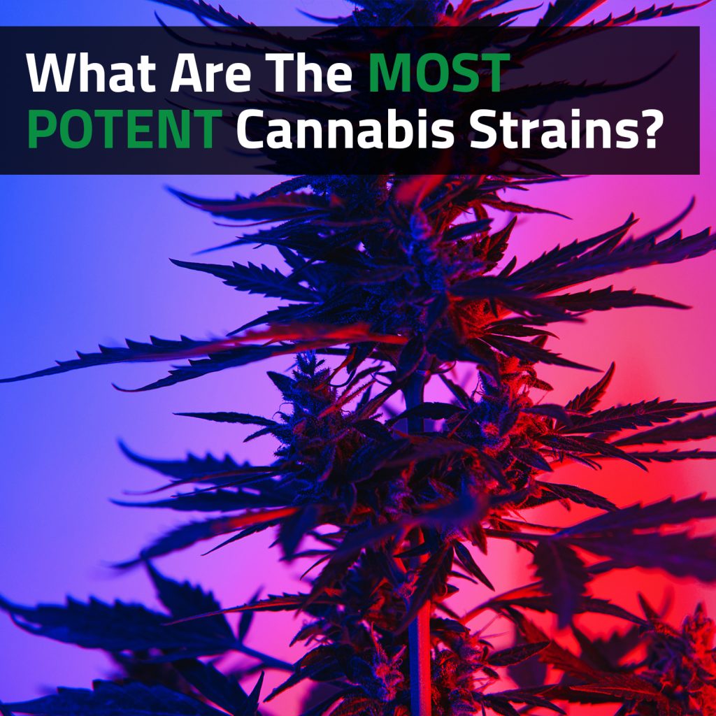 What Are The Most Potent Cannabis Strains?