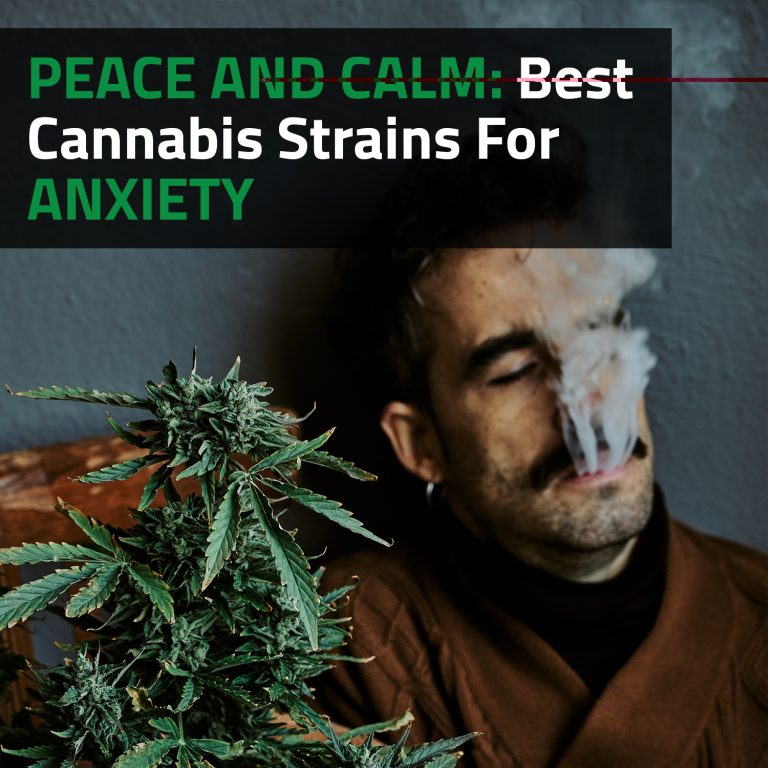 Peace And Calm: Best Cannabis Strains For Anxiety