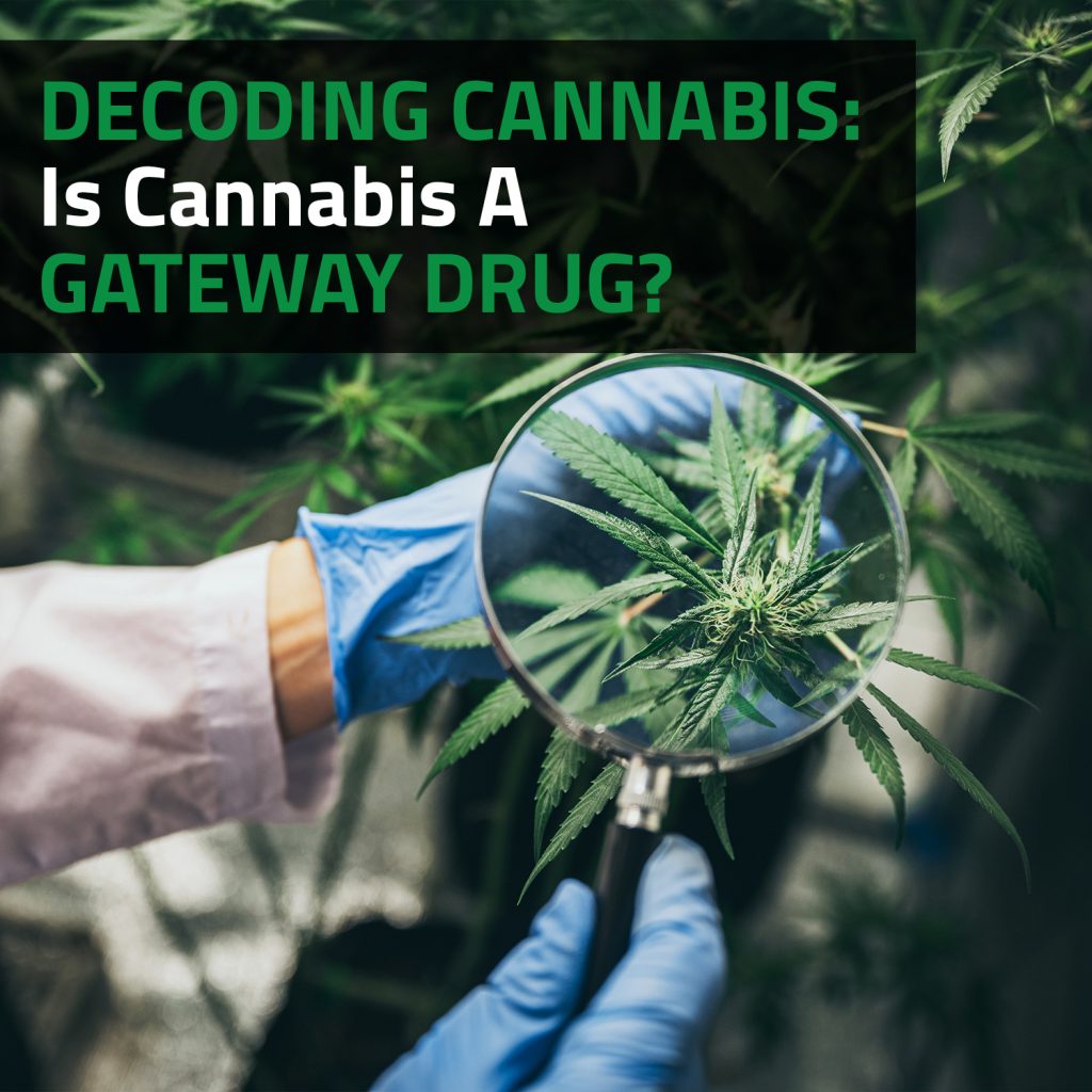 Decoding Cannabis: Is Cannabis A Gateway Drug